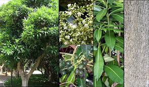 Image result for Rauvolfia afra