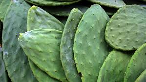 Prickly pear juice is often used to make jam or candy, but works wonders in cocktails and used in vinaigrettes for salads. Opuntia Milpa Alta The Cactus You Can Eat Cgtn