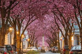 Cerasus.they are also known as japanese cherry and sakura (桜 or 櫻; Cherry Blossoms In Europe Europe S Best Destinations
