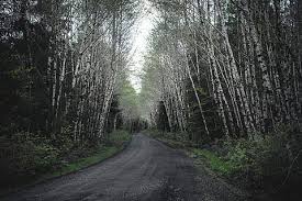 On wallpaperset you can find only the best hd wallpapers and background pictures. Road Trees Tunnel Plant Tree Tarmac Asphalt Dirt Road Birch Piqsels
