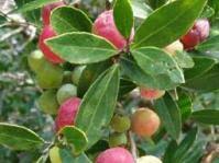 Image result for Mystroxylon aethiopicum