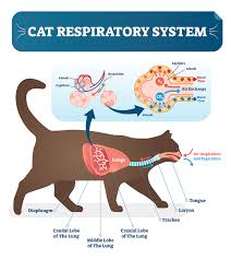 Trouble swallowing is one of the early reported warnings signs and symptoms of throat cancer. A Change Of Voice Catwatch Newsletter