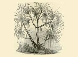 Image result for Pandanus candelabrum
