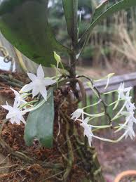 Image result for Aerangis ugandensis