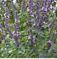 Image result for Ocimum fimbriatum