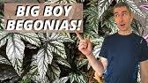 We did not find results for: Mandevilla Dipladenia Sanderi Yellow Dying Leaves Part 1 3 Youtube