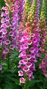 Pin On Flowers Breathtaking