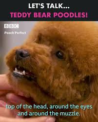 Bentley the mini goldendoodle at 6 months old weighing 45 pounds. Bbc Pooch Perfect Teddy Bear Poodles Facebook