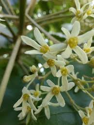 Image result for Aleurites