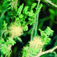 Image result for Alantsilodendron pilosum