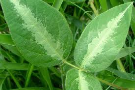 Image result for Desmodium uncinatum