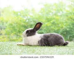 Image result for tbn:nuNU7FPK4A54yM::rvforsaleguide.com/images/bunny-resting-picture.jpg
