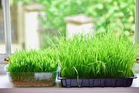 A garden without soil is a refreshing change from the typical dirt garden. How To Grow Wheatgrass At Home With Without Soil Alphafoodie
