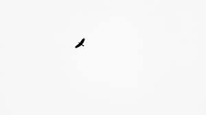 Alone in night iphone wallpaper. Minimalist Bird Wallpaper Iphone Android Desktop Backgrounds
