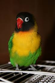 Baby Birds With Yellow Tail Feathers Lovebird Wikipedia The Free Encyclopedia Love Birds Beautiful Birds Bird Species