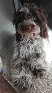 They are known for their sweet and playful temperament. Maisy Sproodle English Springer Spaniel X Miniature Poodle She S So Cute Poodle Puppy Poodle Poodle Mix