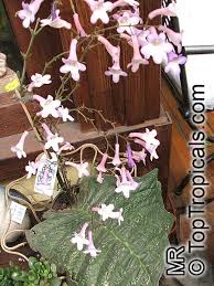 Image result for Streptocarpus