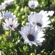 Image result for foto Osteospermum