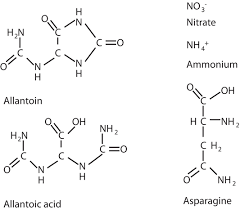 Aliphatic amino acids are hydrophobic and nonpolar. Amino Acid Metabolism And Transport In Soybean Plants Intechopen