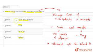 Insulin is a hormone secreted by your pancreas when your blood sugar levels are too high. In Human Beings Carbohydrate Is Stored As Glycogen In