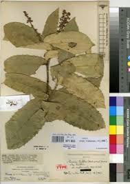 Image result for Rinorea ilicifolia