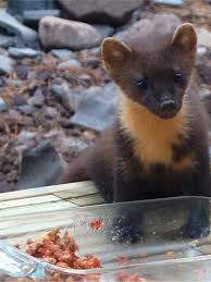 Recenzie a aktuality na jednom mieste. Kune Zlatice Napadaju Psice I Macke U Sredistu Koprivnice Vecernji Hr