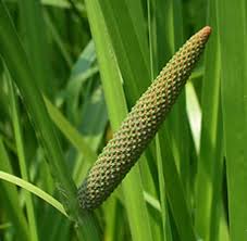 Image result for Calamus deerratus