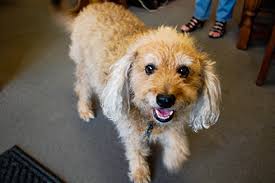 Downtown's Furry Friends