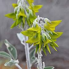 Image result for Crotalaria comosa