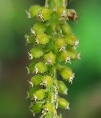 Image result for Oberonia disticha