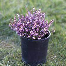 Blooms one month before other hydrangea paniculata varieties. Heather Mediterranean Pink For Sale Online The Greenhouse