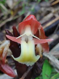 Image result for Aframomum angustifolium