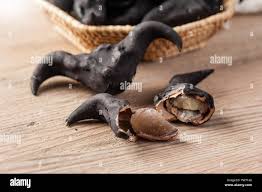 Image result for Trapa natans