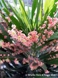 Image result for Phyllanthus parvus