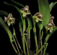 Image result for Polystachya