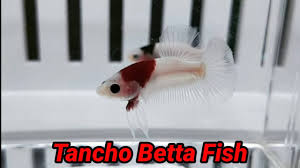 Makanan yang baik bisa membuat ikan cupang cepat besar dan lebih cantik. Ikan Cupang Tancho Yang Sangat Langka Dan Mahal Youtube