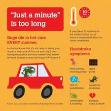 Jul 17, 2020 · safety tips to avoid pets overheating. 10 Dogs In Hot Cars Ideas Hot Cars Dogs Dog Died