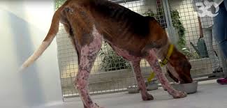 Check spelling or type a new query. 30 Millions D Amis Sauvetage De Chiens De Chasse