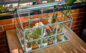 A greenhouse also provides further advantage due to controlled conditions that are. How To Create A Mini Greenhouse Indoors Nutroo