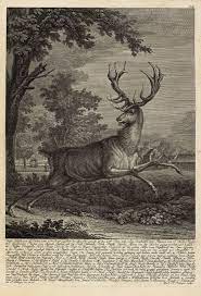 dieser kupferstich von martin elias ridinger zeigt einen hirsch der 1765 im verlauf einer parforcejagd im vockeroder forst den fang kupferstich hirsch kupfer