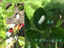 バラの枝が白くなるのは異常 病害虫が発生しているのかも