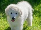 Kuvasz : Dog Breed Selector : Animal Planet