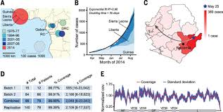 This was the first time evd. Genomic Surveillance Elucidates Ebola Virus Origin And Transmission During The 2014 Outbreak Science