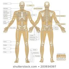 Skeletal System Photos 17 136 Skeletal Stock Image Results