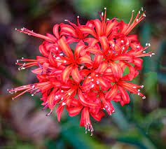 Guersney Lily Flower Images Best Flower Wallpaper