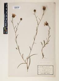 Image result for Haplocarpha scaposa