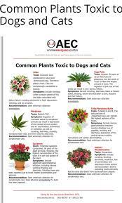 Maybe you would like to learn more about one of these? Plants Toxic To Dogs Braebroc Bullies Australia Facebook