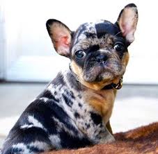 Out of all possible colors, only a select few (top) are accepted by the american kennel club (and most others). Understanding French Bulldogs Colors French Bulldog Facts French Bullevard French Bulldog Puppies Bulldog Puppies Baby Animals