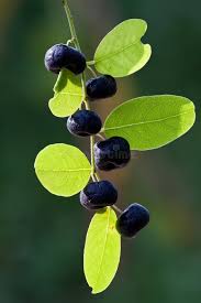 Image result for Phyllanthus reticulatus