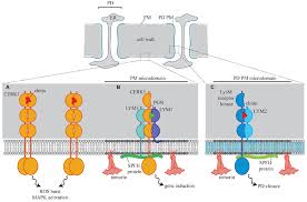 Membranes are chemically lipoproteins and have polysaccharides associated with them. Frontiers Receptor Mediated Signaling At Plasmodesmata Plant Science